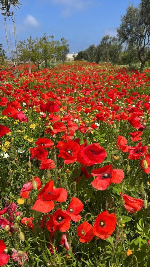 טורה קיאנקה Masseria Gelsi מראה חיצוני תמונה