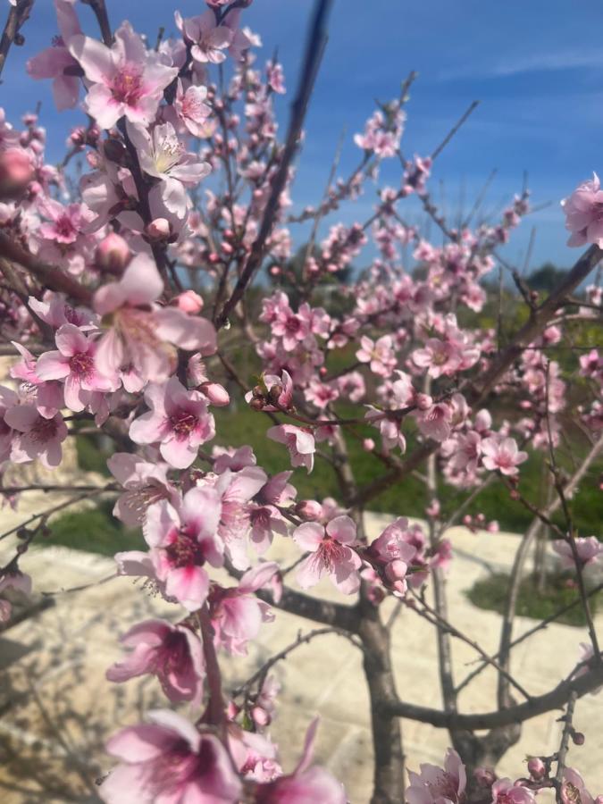 טורה קיאנקה Masseria Gelsi מראה חיצוני תמונה